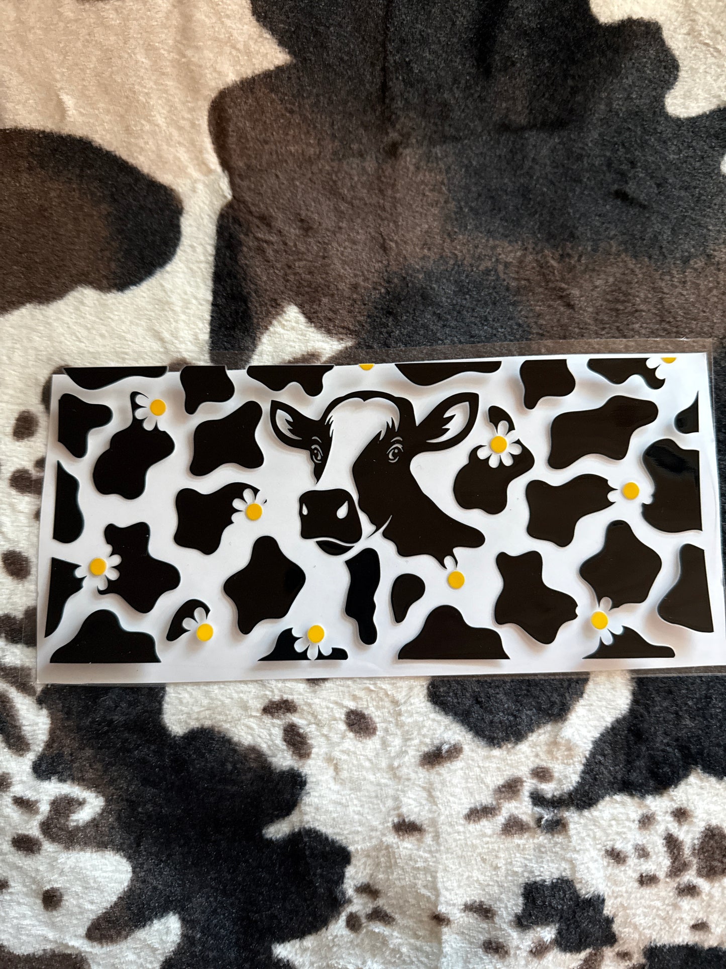 Cow Daisies
